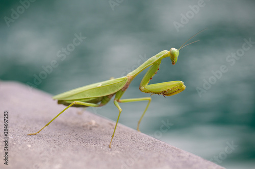 Praying mantis, mantis religiosa , close up. Island Bali, Indonesia