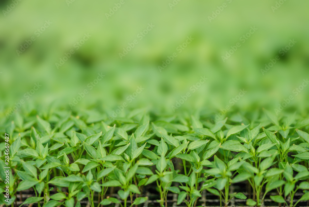 Rows of potted seedlings and young plants, selective focus Rows of potted seedlings and young plants, selective focus
