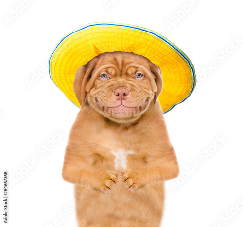 Smiling puppy with summer hat looking at camera. isolated on white background