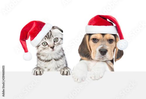 Cat and dog with red christmas hats above white banner looking at camera. isolated on white background