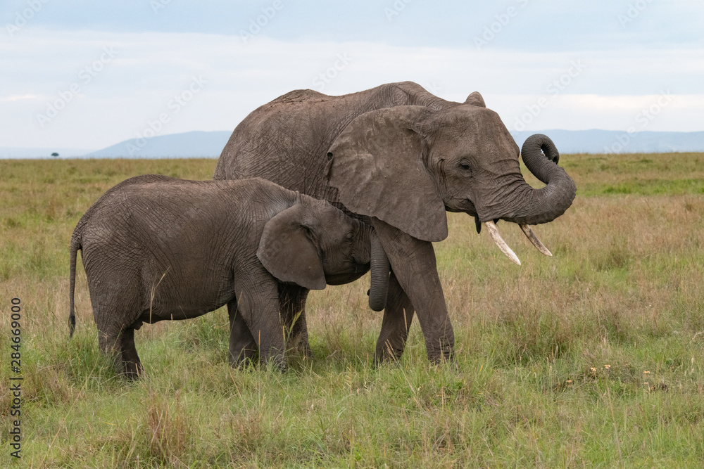 close up of elephant calf feeding from its mother in Masai Mara