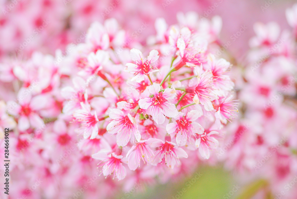 Spring time with beautiful cherry blossoms, pink sakura flowers. Spring time with beautiful cherry blossoms, pink sakura flowers.