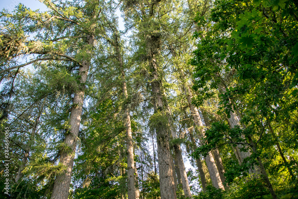 Fototapeta premium trees in the forest