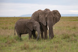 Mother and baby elephant in Masai Mara