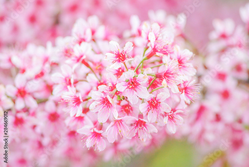 Spring time with beautiful cherry blossoms, pink sakura flowers.