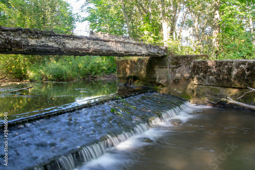 bridge in the forest