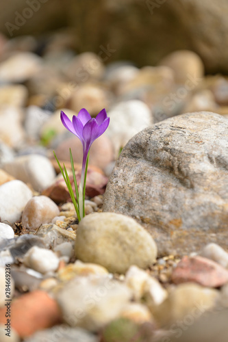 Wilde Krokusse im Fr  hjahr