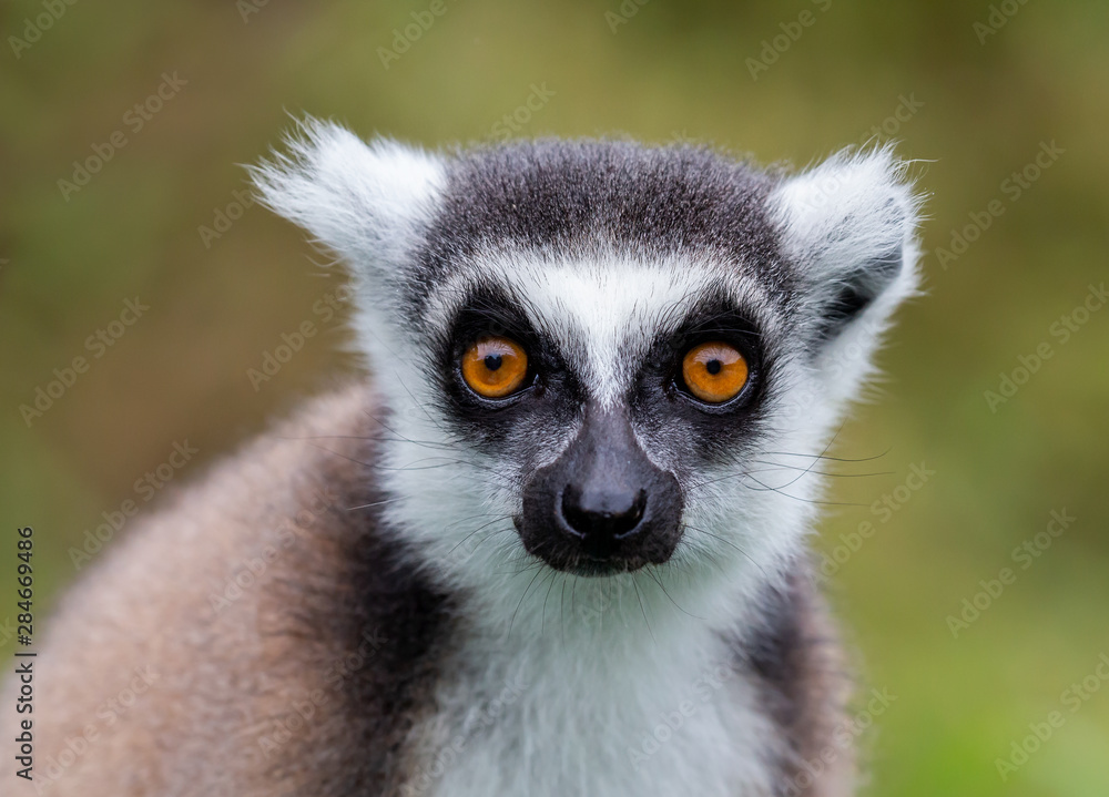 Fototapeta premium Ring-tailed lemur (Lemur catta), Anja Reserve, Madagascar