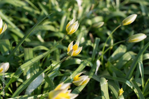 Wild yellow tulip flower or flowering tulipa sylvestris with bokeh