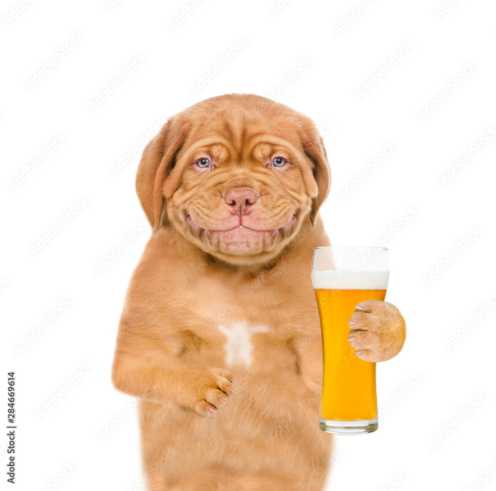 Smiling puppy with muf of the beer. isolated on white background