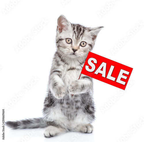 Tabby kitten with sales symbol looking at camera. isolated on white background