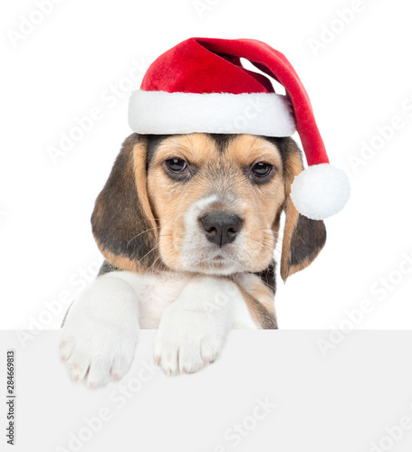 Beagle puppy in red christmas hat over white banner. isolated on white background. Empty space for text © Ermolaev Alexandr