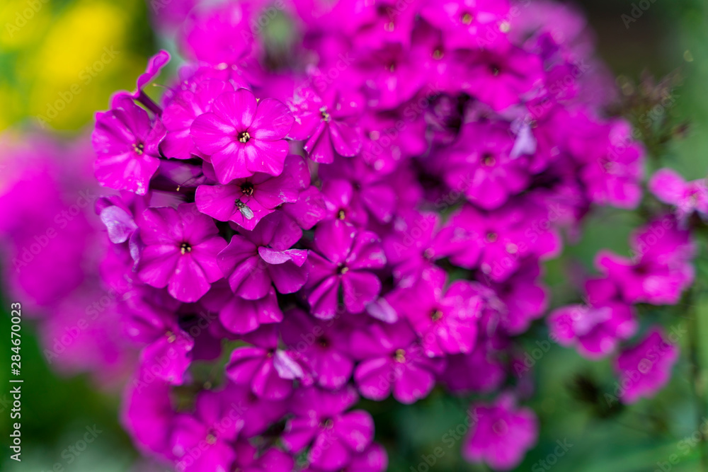 Natural flower background. Amazing nature view of purple flowers blooming in garden under sunlight at the middle of summer day. Natural flower background. Amazing nature view of purple flowers blooming in garden under sunlight at the middle of summer day.