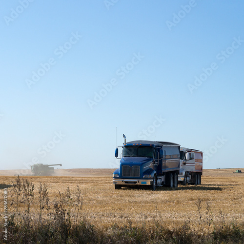 Trucks in Wheat Field Hauling Grain