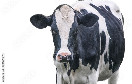 A black and white cow isolated on a white background 