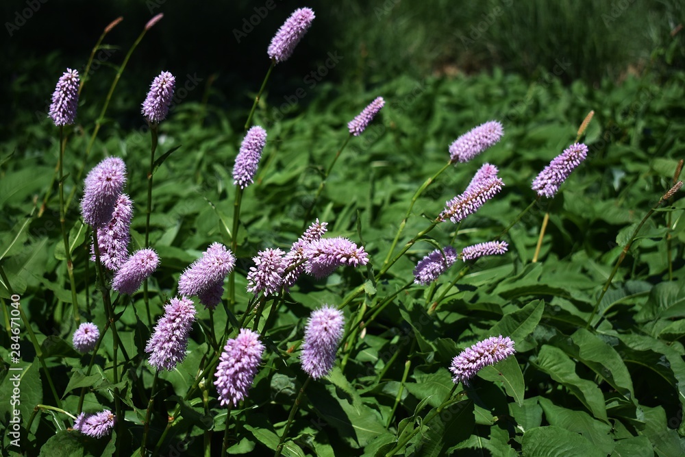 Bistorta officinalis ( Persicaria bistorta), known as bistort, common