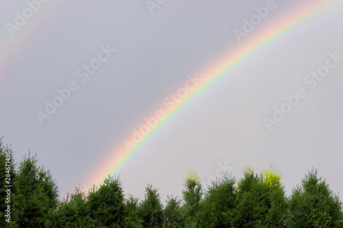 Large, colorful, vivid rainbow against a gray sky and thuya trees at the bottom of the frame with lots of negative space © Nikola