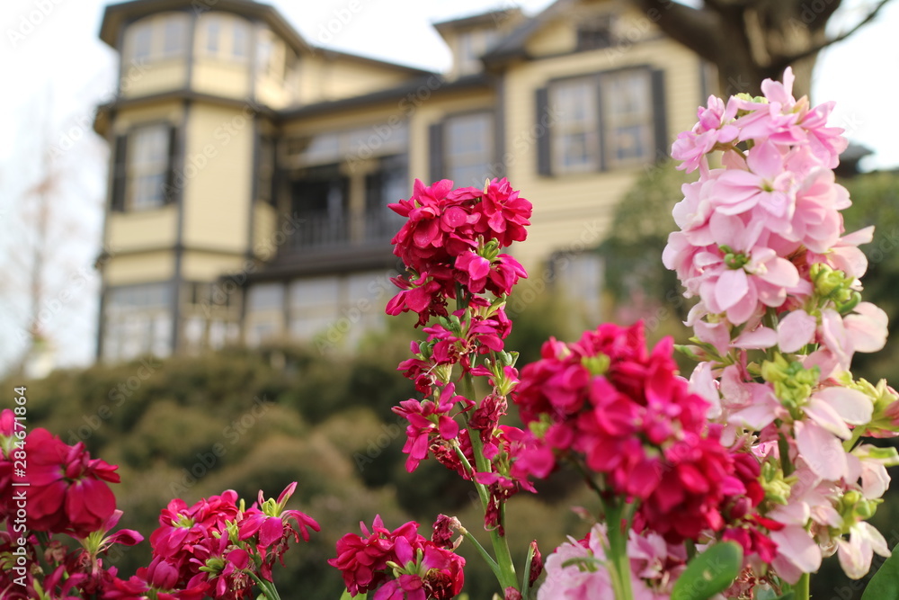 横浜外交官の家で咲くアラセイトウの花