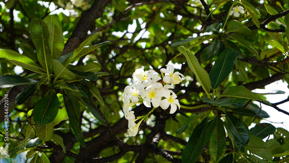 Hawaiian white flowers Hawaiian white flowers