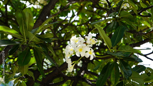 Hawaiian white flowers