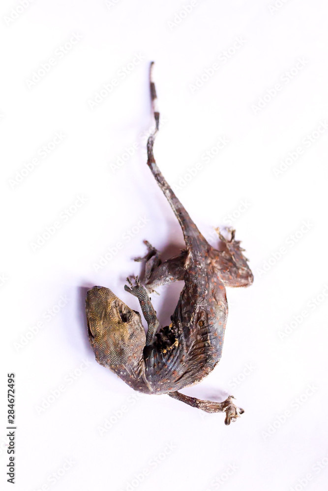 Obraz premium Dried gecko isolated on white background. Dried gecko selling for medical purposes in chinese pharmacy. Traditional in east asia believe that gecko for medicine.