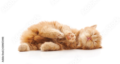 Cute kitten lies on his back and sleeping.