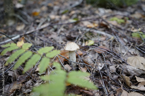 Mushroom in the forest. Mushroom flywheel
