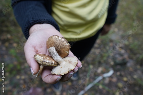 A girl in the forest picks mushrooms. The girl found a mushroom in the forest.
