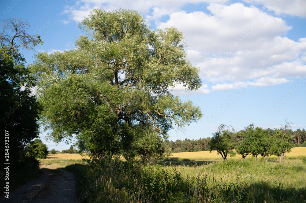 Fototapeta premium Landschaft im Sommer