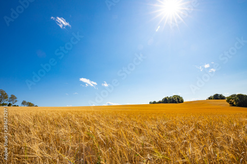 Getreide Feld strahlende Sonne blauer Himmel