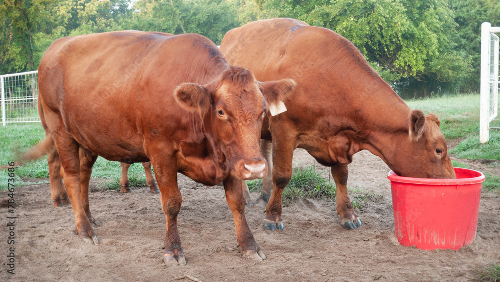 Cows with mineral tub, Red Angus beef cattle Stock Photo Adobe Stock