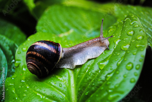  Brown snail on green leaves