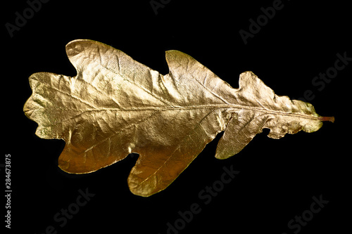 autumn gold leaf oak tree on a black background photo