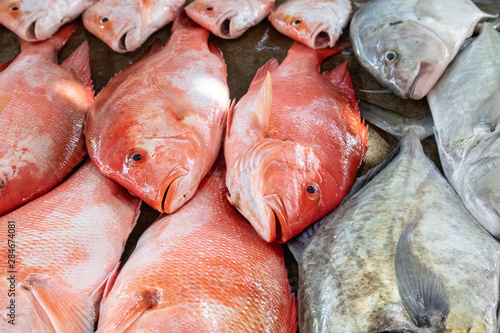 Fish in differently colours on a market in victoria, the capital city of Seychelles © Reiner