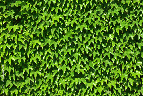 Background and texture of a wild wine overgrown wall with many green leaves in summer