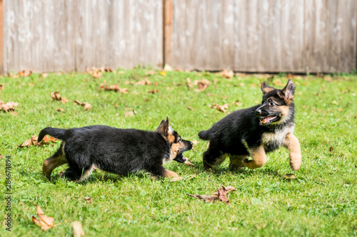 Two German Shepherd puppies playing.