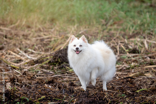 Cute white dog on nature, outdoor