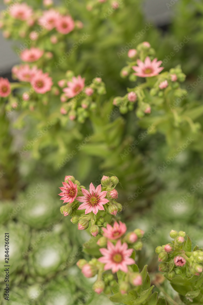 Sedum Blüten Sedum Blüten