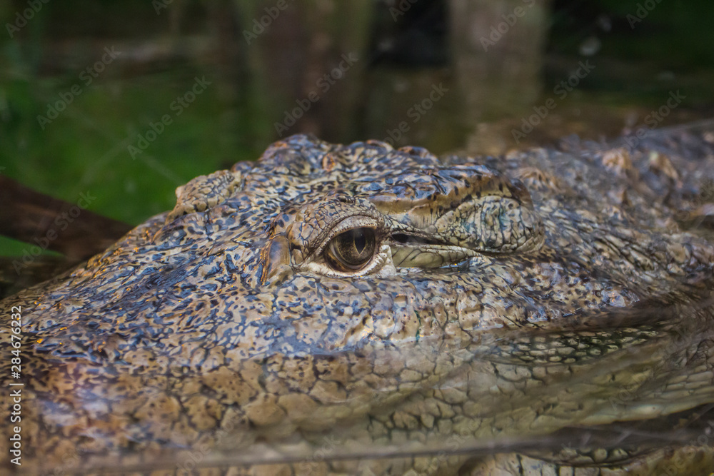 Fototapeta premium Alligator's eye in the water on the hunt