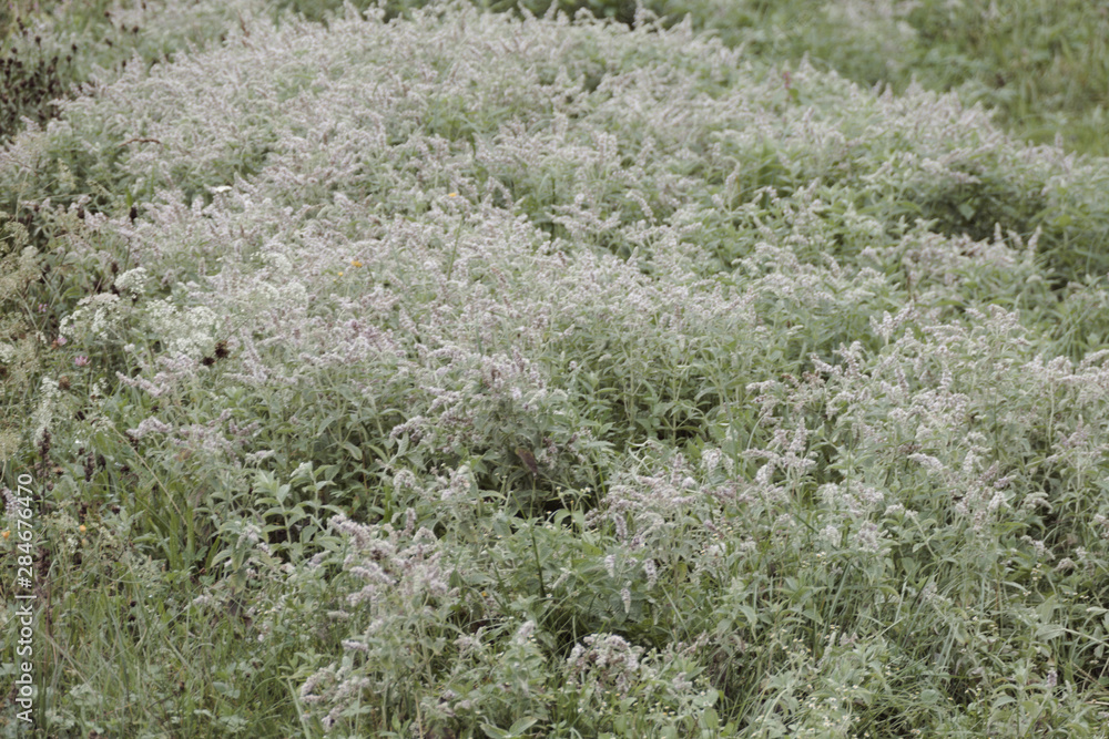 field of flowers