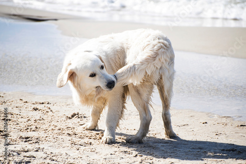Quadro su tela Dog biting his tail on a summer Baltic seashore.