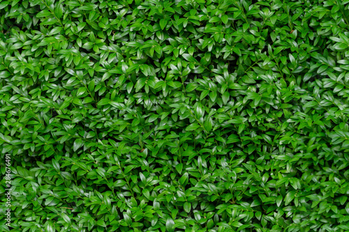 Photography Boxwood seamless background pattern