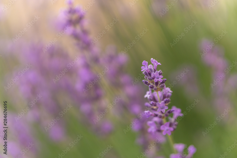 Lavendel Lavendel