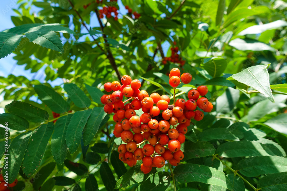 Red rowan berries on a tree against a blue sky Red rowan berries on a tree against a blue sky