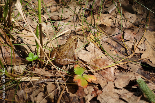 Earth frog brown frog sitting on dry foliage © Aleksandr