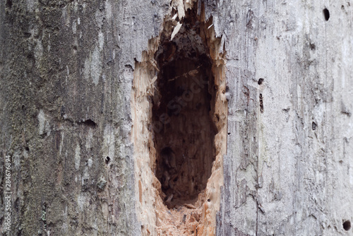 hole in a tree