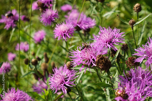 Wildflowers. Pink cornflower and bees collecting pollen.