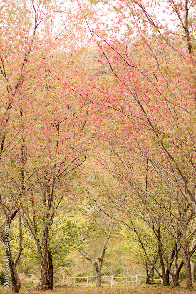 flowering cherry grove in winter flowering cherry grove in winter