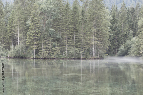 lake tree fog