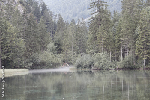 lake tree fog